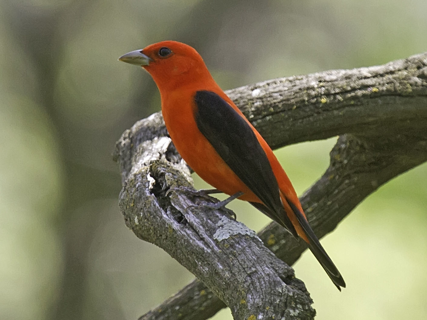 Scarlet Tanager